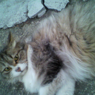 ふわふわのかわいい猫です