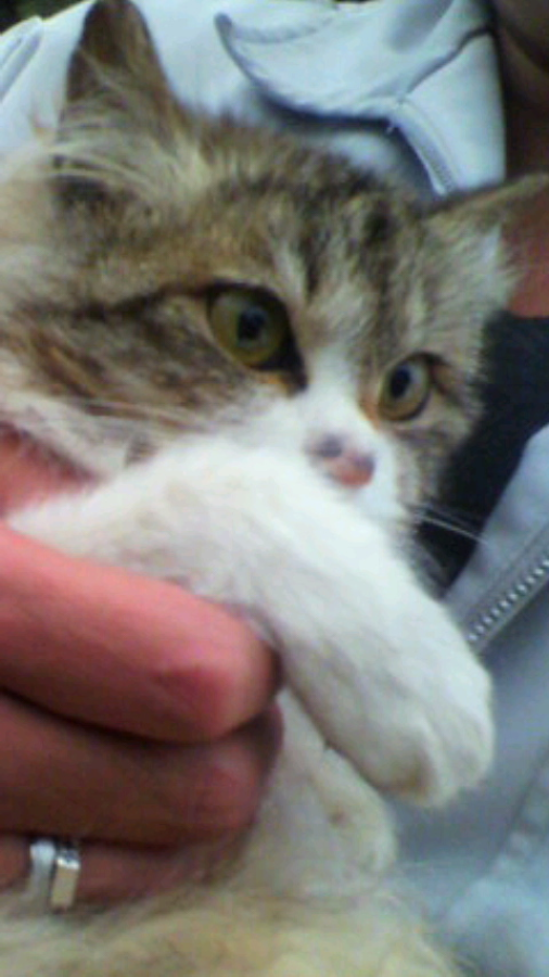 ふわふわのかわいい猫です サムネイル2