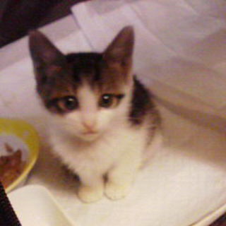 里親を探しています