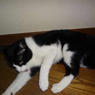 ☆★完全室内猫里親募集★☆