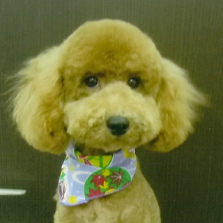 トイプー♂2歳里親様募集です