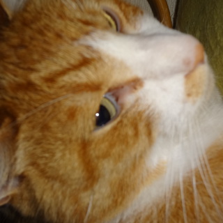 ☆★里親募集★☆