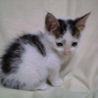 元気な２ヶ月の男の子です