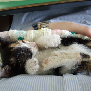 ミケの仔猫です