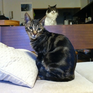 なつっこい5.5ヶ月男の子