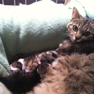 里親募集！母猫＆仔猫4匹