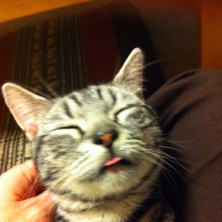 火事で飼育不可能になったアメリカンショートヘア　その２