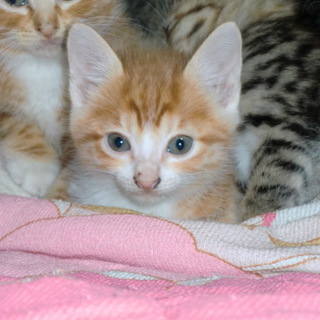 子猫の里親さんを探しています