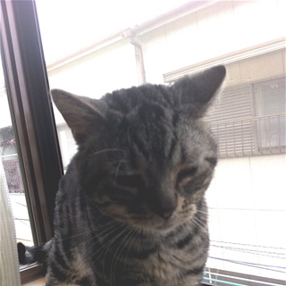 火事で飼育不可能になったアメリカンショートヘア　その３