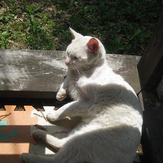 ネコの里親募集