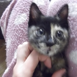 性格抜群のサビの女の子。