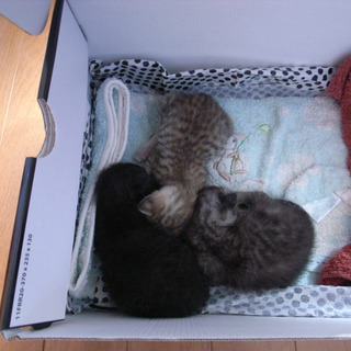 赤ちゃん猫３匹のうち２匹の里親さんが見つかりました☆