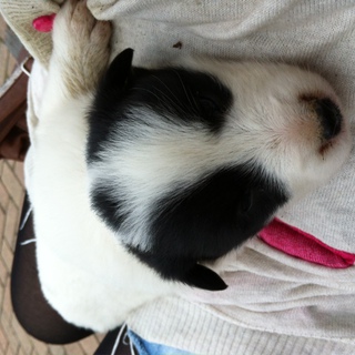 約生後２カ月のオス、温厚で人懐こい性格です