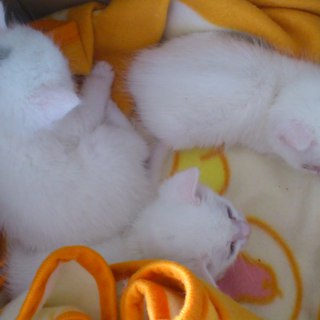 ３匹ともに素敵なご家族様が決まりました。ありがとうございました。