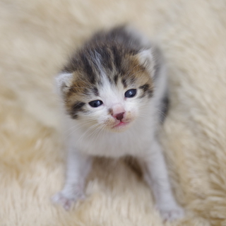 子猫の里親募集です