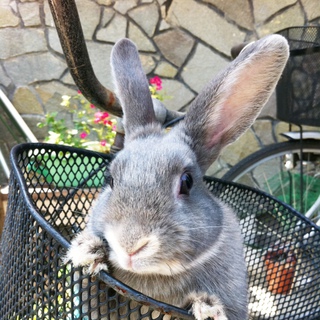 現在話し合い中一旦募集停止〈関東・中部・関西〉ミックスうさぎ8ヶ月♀