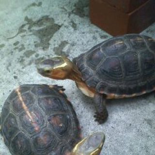 セマルハコガメ（２匹）
