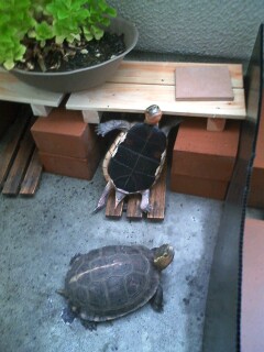 セマルハコガメ 2匹 千葉県 爬虫類 他の里親募集 3242 ペットのおうち 月間利用者150万人 セマルハコガメ 2匹 千葉県 爬虫類 他の里親募集 3242 ペットのおうち 月間利用者150万人