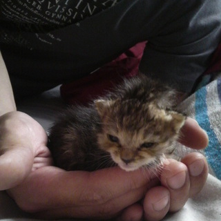 捨て猫　里親　急募！