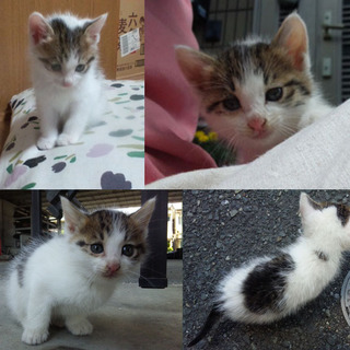 かわいい仔猫ちゃん里親様募集中！
