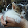 かわいい仔猫ちゃん里親様募集中！ サムネイル2