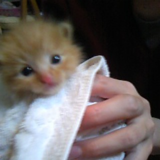 生後間もない子猫の里親さま募集♪