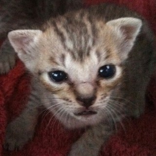 里親さん決まりました！ありがとうございました☆