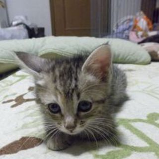 甘えたの4にゃんの幸せ探し