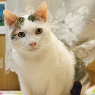 和猫のファーファ