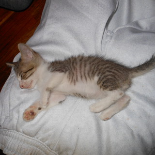 仔猫の里親募集★