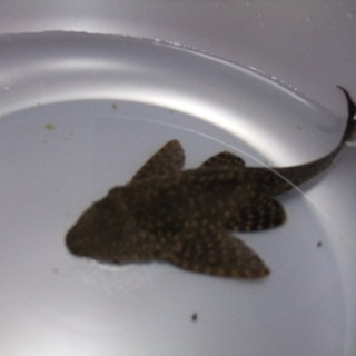 オレンジスポットセルフィンプレコ里親募集