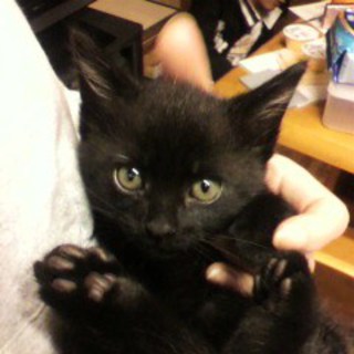 大至急里親募集！（黒猫）