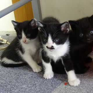 子にゃんこの里親募集です。