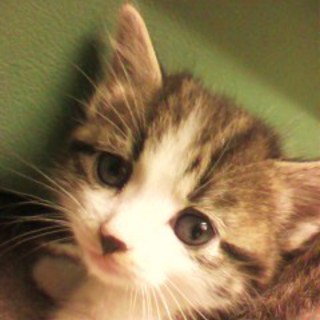 大至急里親募集！