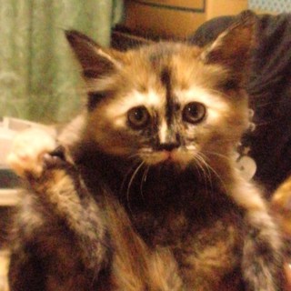 大至急里親募集！