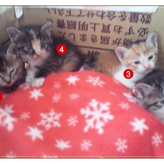 ④子猫ちゃん♪