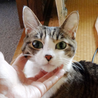 とても人懐っこく、甘えん坊