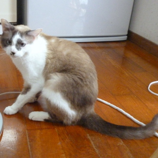 里親を探しています