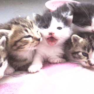 仔猫の里親急募！！