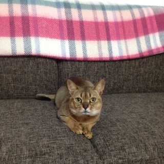 アビシニアン・オス・茶・２歳