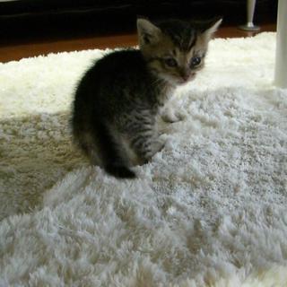 子猫の里親募集