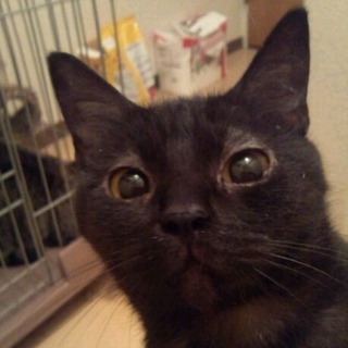 猫の里親さん募集してます。