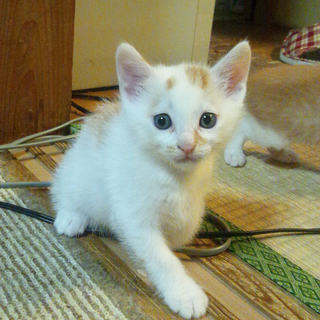 優しい飼い主さん探しています★