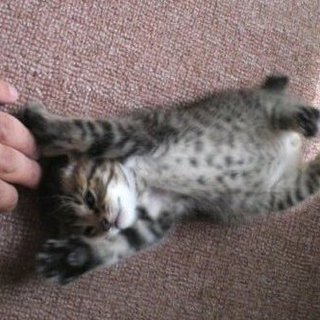 生後１ヶ月くらいの仔猫の里親さん急募！