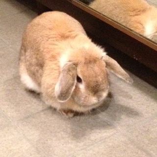 【ご応募ありがとうございました】ホーランドロップ女の子