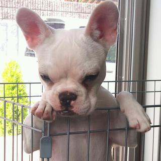 里親決まりました