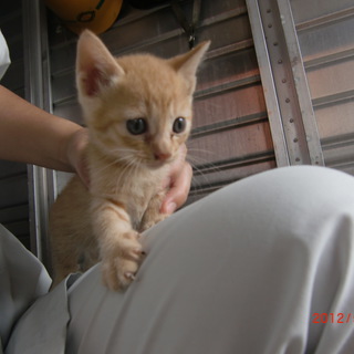 ブサ可愛いです 鹿児島県 猫の里親募集 3295 ペットのおうち 月間利用者150万人