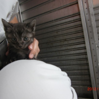 愛嬌のある顔・・・