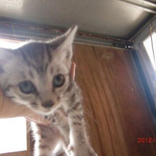 やんちゃです。