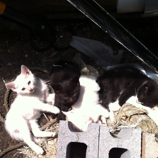 急募で子猫の里親募集中です！